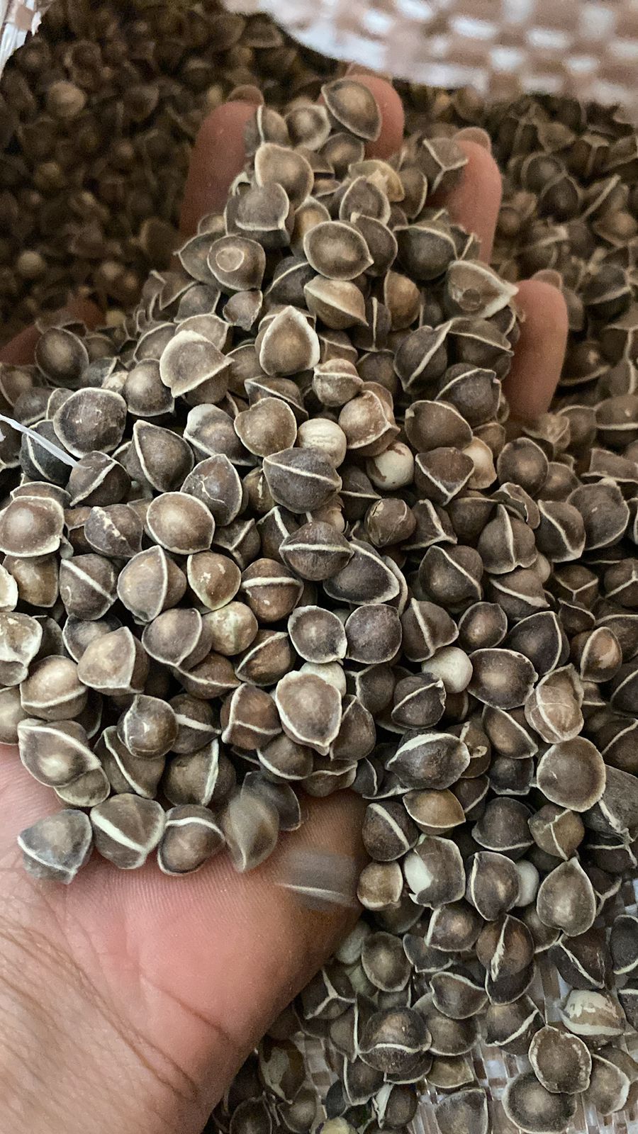 Certified moringa seeds